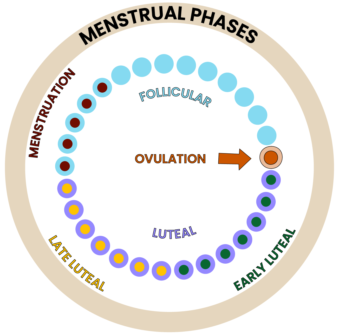 Menstrual Cycle Phases 3