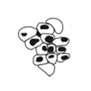Genital herpes line drawing