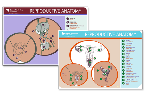 Image - Reproductive Poster set image
