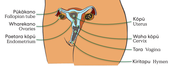 Internal Anatomy with Vagina RGB Bigtxt