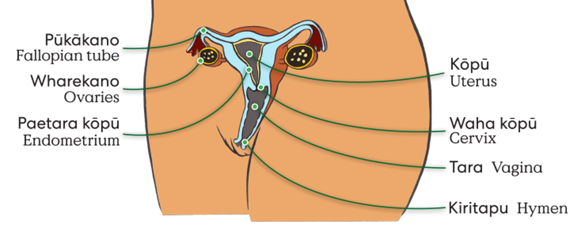 Internal Anatomy with Vagina RGB Bigtxt